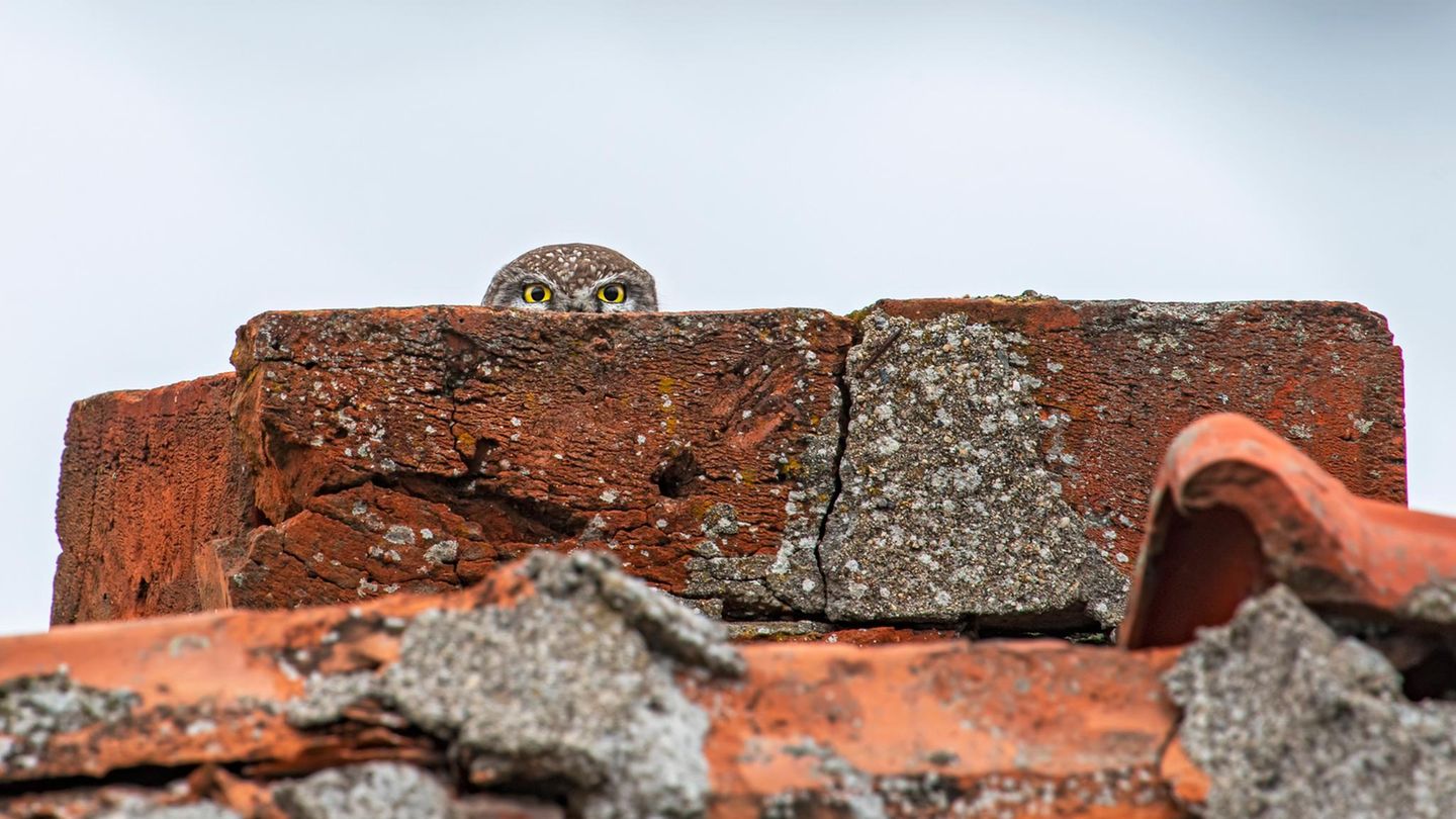 Kuckuck! In einem verfallenen Gebäude in Bulgarien fotografierte Lukas Zeman diese Eule in ihrem "Versteck".
