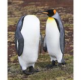 Kopflos: Am Volunteer Point, East Falkland, gelang dem Fotografen Martin Grace ein denkwürdiger Schnappschuss