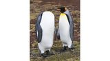 Kopflos: Am Volunteer Point, East Falkland, gelang dem Fotografen Martin Grace ein denkwürdiger Schnappschuss