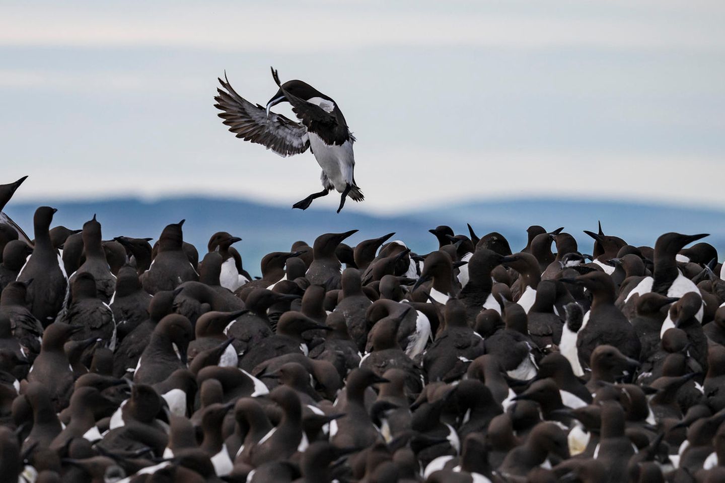 Trottellummen sind nicht so blöd, wie ihr Name vermuten lässt. Diese hier versorgt ihren Nachwuchs mit Fisch - aufgenommen auf den Farne-Inseln im Nordosten Englands