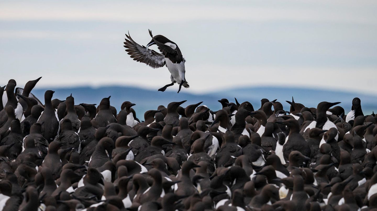 Trottellummen sind nicht so blöd, wie ihr Name vermuten lässt. Diese hier versorgt ihren Nachwuchs mit Fisch - aufgenommen auf den Farne-Inseln im Nordosten Englands