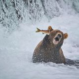 Dieser Lachs scheint seinen übermächtigen Angreifer zu ohrfeigen. Doch der Schein, wie sollte es anders sein, trügt.