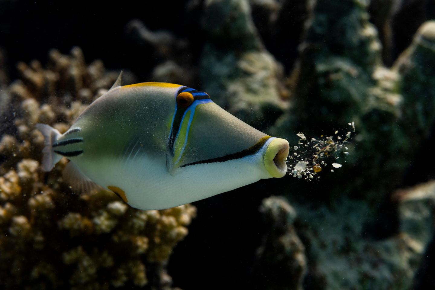 Es ist genau das, wonach es aussieht: Dieser Picasso-Drückerfisch, aufgenommen in Marsa Shagra, Ägypten, erbricht die unverdaulichen Reste seiner Korallen-Mahlzeit.