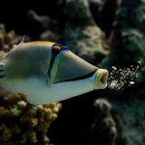 Es ist genau das, wonach es aussieht: Dieser Picasso-Drückerfisch, aufgenommen in Marsa Shagra, Ägypten, erbricht die unverdaulichen Reste seiner Korallen-Mahlzeit.