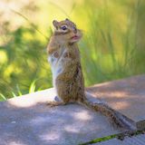 "Danke noch mal für den Keks!" Im Zhuque National Forest Park, Xi'aan, China, fotografierte Lee Zhengxing diese nette Geste eines Eichhörnchens.