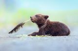 "Was schreibe ich als nächstes?" Minutenlang spielte dieses Braunbären-Baby im Lake Clark National Park, Alaska, mit einer Adler-Feder. Und Fotografin Torie Hilley lichtete es in Denkerpose ab