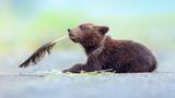 "Was schreibe ich als nächstes?" Minutenlang spielte dieses Braunbären-Baby im Lake Clark National Park, Alaska, mit einer Adler-Feder. Und Fotografin Torie Hilley lichtete es in Denkerpose ab