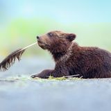 "Was schreibe ich als nächstes?" Minutenlang spielte dieses Braunbären-Baby im Lake Clark National Park, Alaska, mit einer Adler-Feder. Und Fotografin Torie Hilley lichtete es in Denkerpose ab