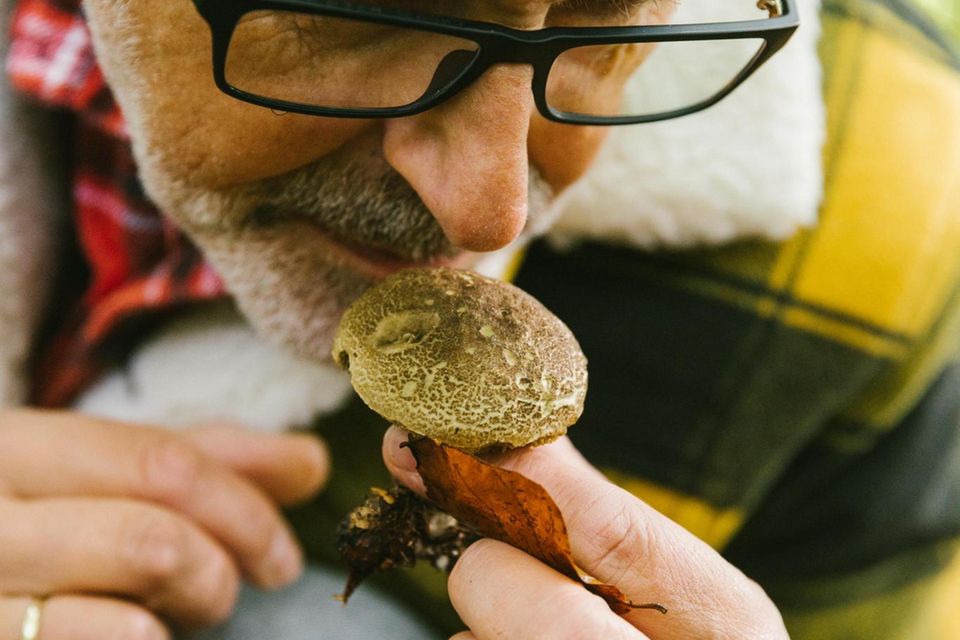 Pilze wie Maronen, Pfifferlinge und Steinpilze gehören zu den schmackhaftesten Fundstücken des Waldes – gerade im Herbst recken viele ihre duftenden Hüte aus dem Waldboden