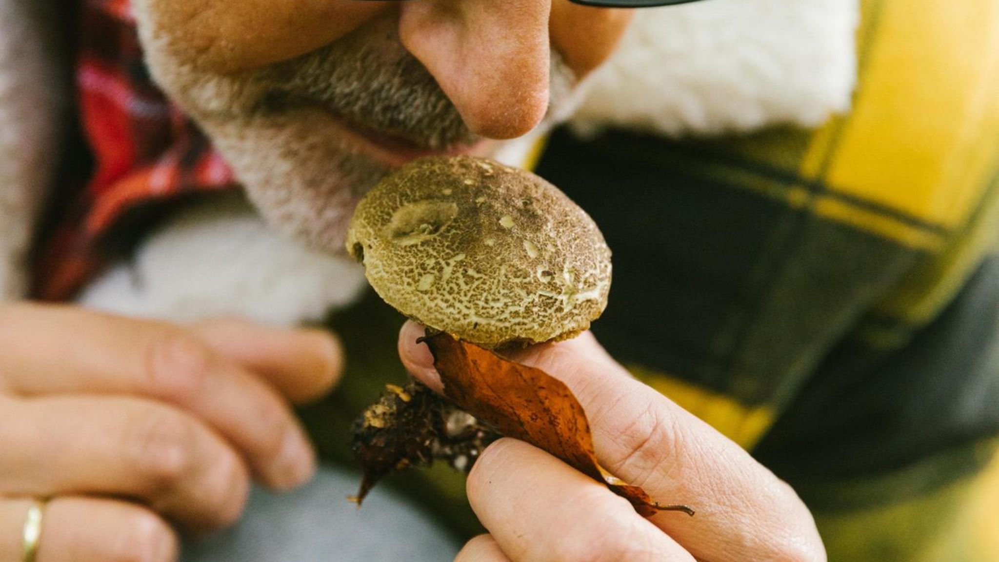 Pilze wie Maronen, Pfifferlinge und Steinpilze gehören zu den schmackhaftesten Fundstücken des Waldes – gerade im Herbst recken viele ihre duftenden Hüte aus dem Waldboden