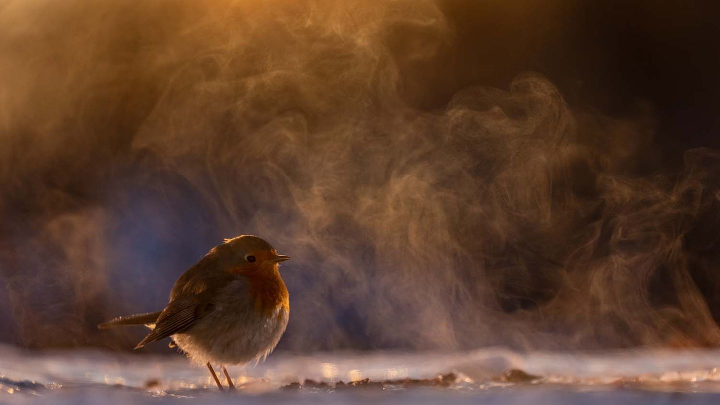 Vor Jahrzehnten hatte László Nováks Großmutter ihm gezeigt, wie er im tiefsten Winter die Tränke der Hühner mit warmen Wasser frei halten kann. Kurz nachdem er an einem kalten Morgen diesen Tipp anwendete, setzte sich ein Rotkehlchen an das noch dampfende Wasser und bot ihm mit aufgeplusterten Gefieder im goldenen Morgenlicht eine winterliche Traum-Szene.