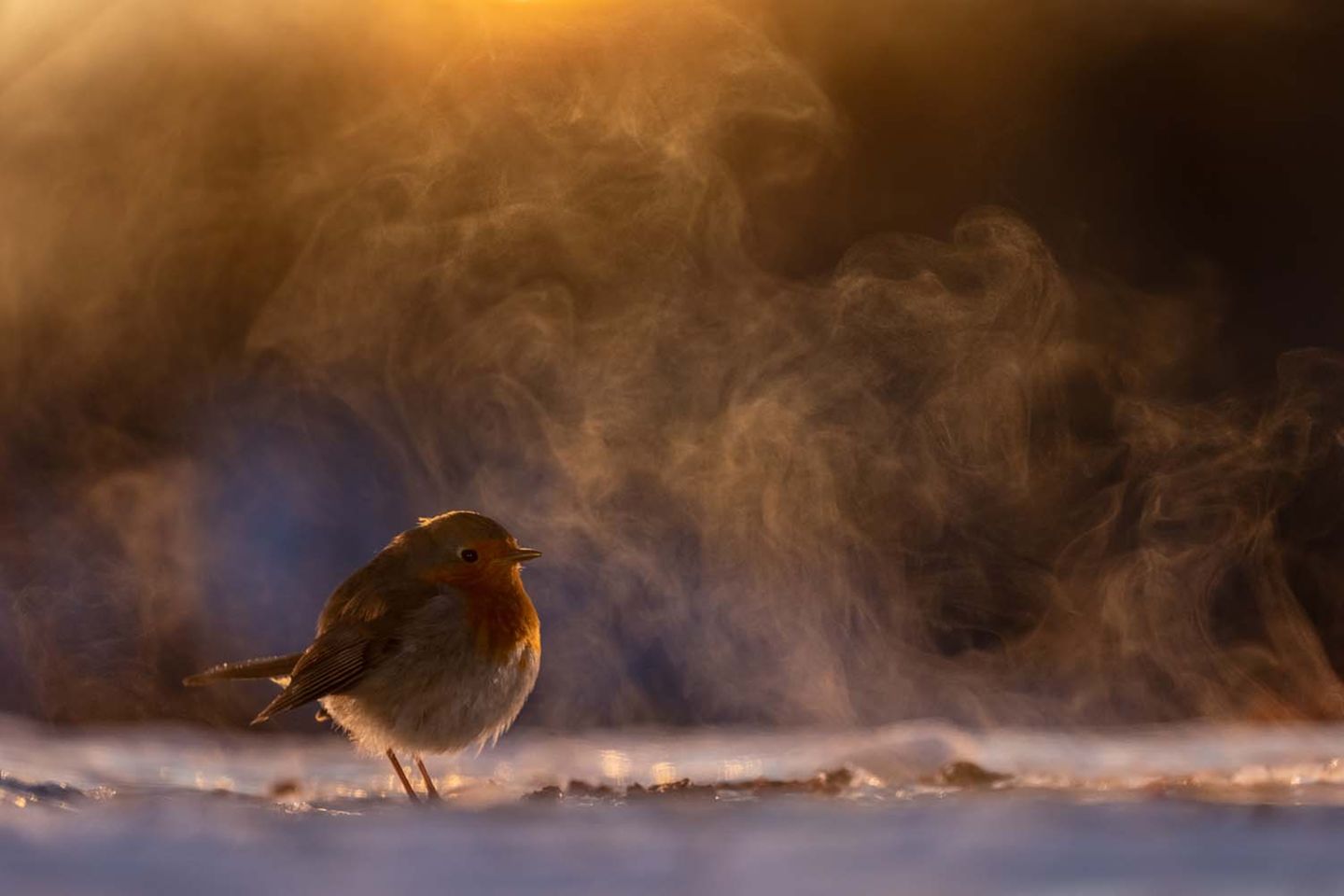 Vor Jahrzehnten hatte László Nováks Großmutter ihm gezeigt, wie er im tiefsten Winter die Tränke der Hühner mit warmen Wasser frei halten kann. Kurz nachdem er an einem kalten Morgen diesen Tipp anwendete, setzte sich ein Rotkehlchen an das noch dampfende Wasser und bot ihm mit aufgeplusterten Gefieder im goldenen Morgenlicht eine winterliche Traum-Szene.