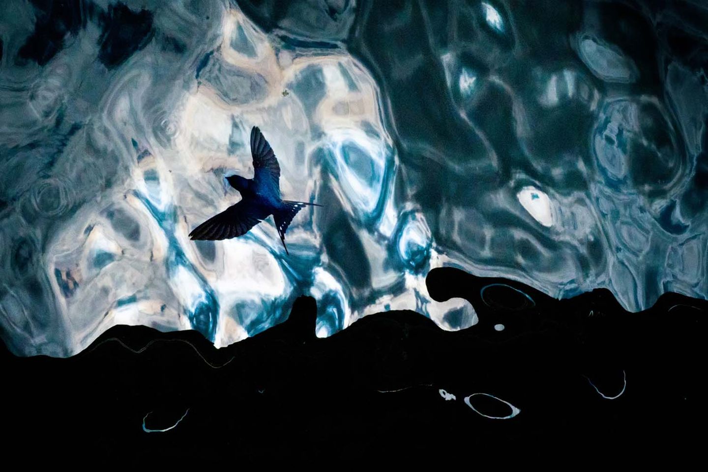 Beinahe 10.000 Aufnahmen hatte Jan Leßmann täglich im Kasten, wenn er eine Rauchschwalbe im Greifswalder Hafen fotografierte. Der Vogel brütete unter einer Brücke und zog immer gleiche Kreise, um Insekten zu fangen. Diese Gleichförmigkeit und seine zeitliche Freiheit erlaubten es dem Fotografen, mit der Umgebung kreativ zu spielen. Die Reflexionen der Mittagssonne im bewegten Wasser bilden einen verspielten Hintergrund, vor dem sich die Schwalbe kontrastreich abhebt, während starke Schatten die unterschiedlichen Blaustufen und das Glitzern der Sonne im Wasser betonen.