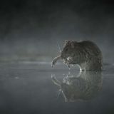 Eigentlich war Michael van Wegen in dieser kalten Frühlingsnacht unterwegs, um an einem Teich Reiher und Otter zu beobachten. Doch eine Wanderratte lenkte ihn von seinem Plan. Das kleine Tier huschte ans Ufer, sobald Reiher und Otter weit genug weg waren, suchte nach einer Mahlzeit und spiegelte sich dabei so perfekt im Wasser, dass Michael van Wegen nicht lange nachdenken musste, sondern fotografierte.