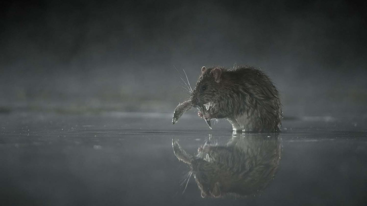 Eigentlich war Michael van Wegen in dieser kalten Frühlingsnacht unterwegs, um an einem Teich Reiher und Otter zu beobachten. Doch eine Wanderratte lenkte ihn von seinem Plan. Das kleine Tier huschte ans Ufer, sobald Reiher und Otter weit genug weg waren, suchte nach einer Mahlzeit und spiegelte sich dabei so perfekt im Wasser, dass Michael van Wegen nicht lange nachdenken musste, sondern fotografierte.