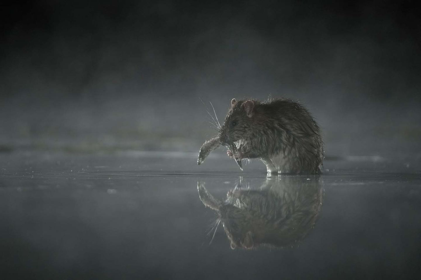 Eigentlich war Michael van Wegen in dieser kalten Frühlingsnacht unterwegs, um an einem Teich Reiher und Otter zu beobachten. Doch eine Wanderratte lenkte ihn von seinem Plan. Das kleine Tier huschte ans Ufer, sobald Reiher und Otter weit genug weg waren, suchte nach einer Mahlzeit und spiegelte sich dabei so perfekt im Wasser, dass Michael van Wegen nicht lange nachdenken musste, sondern fotografierte.