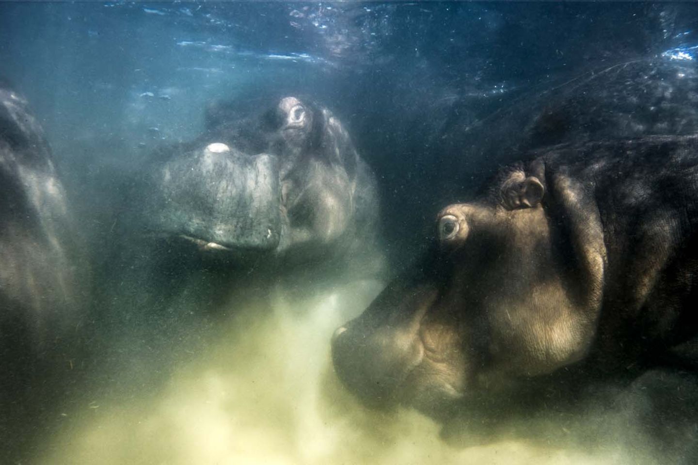 Europäischer Naturfotograf des Jahres wird Mike Korostelev. Mit seinem Unterwasserfoto von Flusspferden überzeugte er die kritische Jury. Durch den Einsatz einer Unterwasser-Drohne kam der Fotograf den wilden Tieren ungewöhnlich nah.  "Bei der Naturfotografie geht es mir vor allem darum, den Menschen zu zeigen, wie zerbrechlich unsere Natur ist, und wie wichtig es daher ist, sie zu schützen und keine Tiere in Gefangenschaft zu halten, insbesondere keine Meeressäuger", schreibt Mike Korostelev. "In Russland haben viele Menschen gegen den Fang von Orcas im Ochotskischen Meer gekämpft, die an Delfinarien verkauft werden sollten, und schließlich wurde diese Aktion gestoppt. Jetzt sind die Orcas in Freiheit, aber leider haben wir im Augenblick auch andere Probleme, und viele gute Menschen befinden sich gerade in „Gefangenschaft“. Viele Menschen in Russland sind mit dem, was zurzeit passiert, nicht einverstanden … ."