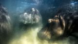 Europäischer Naturfotograf des Jahres wird Mike Korostelev. Mit seinem Unterwasserfoto von Flusspferden überzeugte er die kritische Jury. Durch den Einsatz einer Unterwasser-Drohne kam der Fotograf den wilden Tieren ungewöhnlich nah.  "Bei der Naturfotografie geht es mir vor allem darum, den Menschen zu zeigen, wie zerbrechlich unsere Natur ist, und wie wichtig es daher ist, sie zu schützen und keine Tiere in Gefangenschaft zu halten, insbesondere keine Meeressäuger", schreibt Mike Korostelev. "In Russland haben viele Menschen gegen den Fang von Orcas im Ochotskischen Meer gekämpft, die an Delfinarien verkauft werden sollten, und schließlich wurde diese Aktion gestoppt. Jetzt sind die Orcas in Freiheit, aber leider haben wir im Augenblick auch andere Probleme, und viele gute Menschen befinden sich gerade in „Gefangenschaft“. Viele Menschen in Russland sind mit dem, was zurzeit passiert, nicht einverstanden … ."
