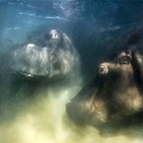 Europäischer Naturfotograf des Jahres wird Mike Korostelev. Mit seinem Unterwasserfoto von Flusspferden überzeugte er die kritische Jury. Durch den Einsatz einer Unterwasser-Drohne kam der Fotograf den wilden Tieren ungewöhnlich nah.  "Bei der Naturfotografie geht es mir vor allem darum, den Menschen zu zeigen, wie zerbrechlich unsere Natur ist, und wie wichtig es daher ist, sie zu schützen und keine Tiere in Gefangenschaft zu halten, insbesondere keine Meeressäuger", schreibt Mike Korostelev. "In Russland haben viele Menschen gegen den Fang von Orcas im Ochotskischen Meer gekämpft, die an Delfinarien verkauft werden sollten, und schließlich wurde diese Aktion gestoppt. Jetzt sind die Orcas in Freiheit, aber leider haben wir im Augenblick auch andere Probleme, und viele gute Menschen befinden sich gerade in „Gefangenschaft“. Viele Menschen in Russland sind mit dem, was zurzeit passiert, nicht einverstanden … ."