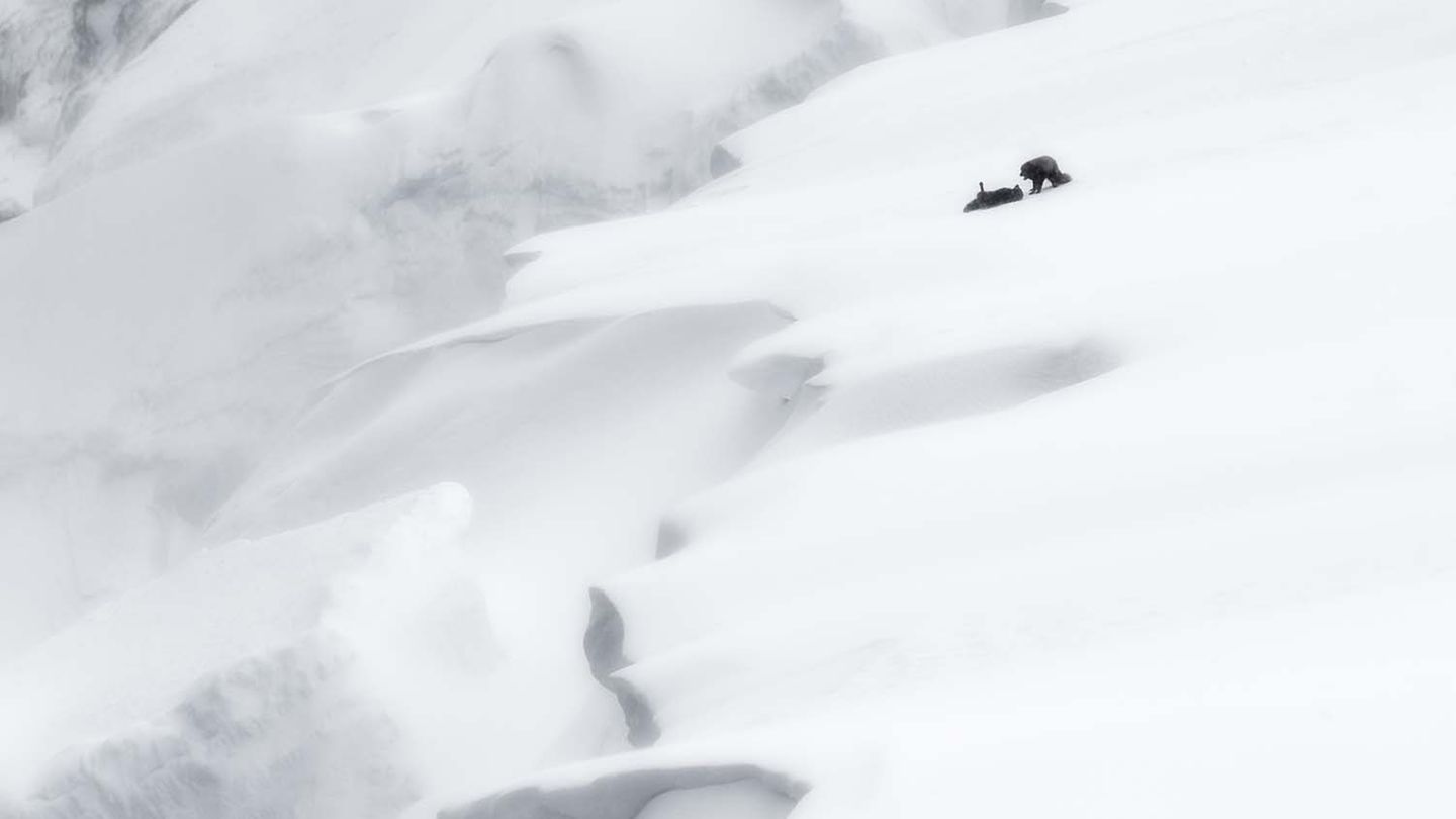 In den weichen Formen einer verschneiten, isländischen Landschaft verlieren sich zwei Polarfüchse im Spiel miteinander. Normalerweise wechseln Polarfüchse im Winter ihr Fellfarbe von Schwarz zu Weiss, doch es gibt Ausnahmen. So heben sich die Tiere kontrastreich ab, als kleines dunkles Detail in einer weiten, weißen Schneefläche.  
