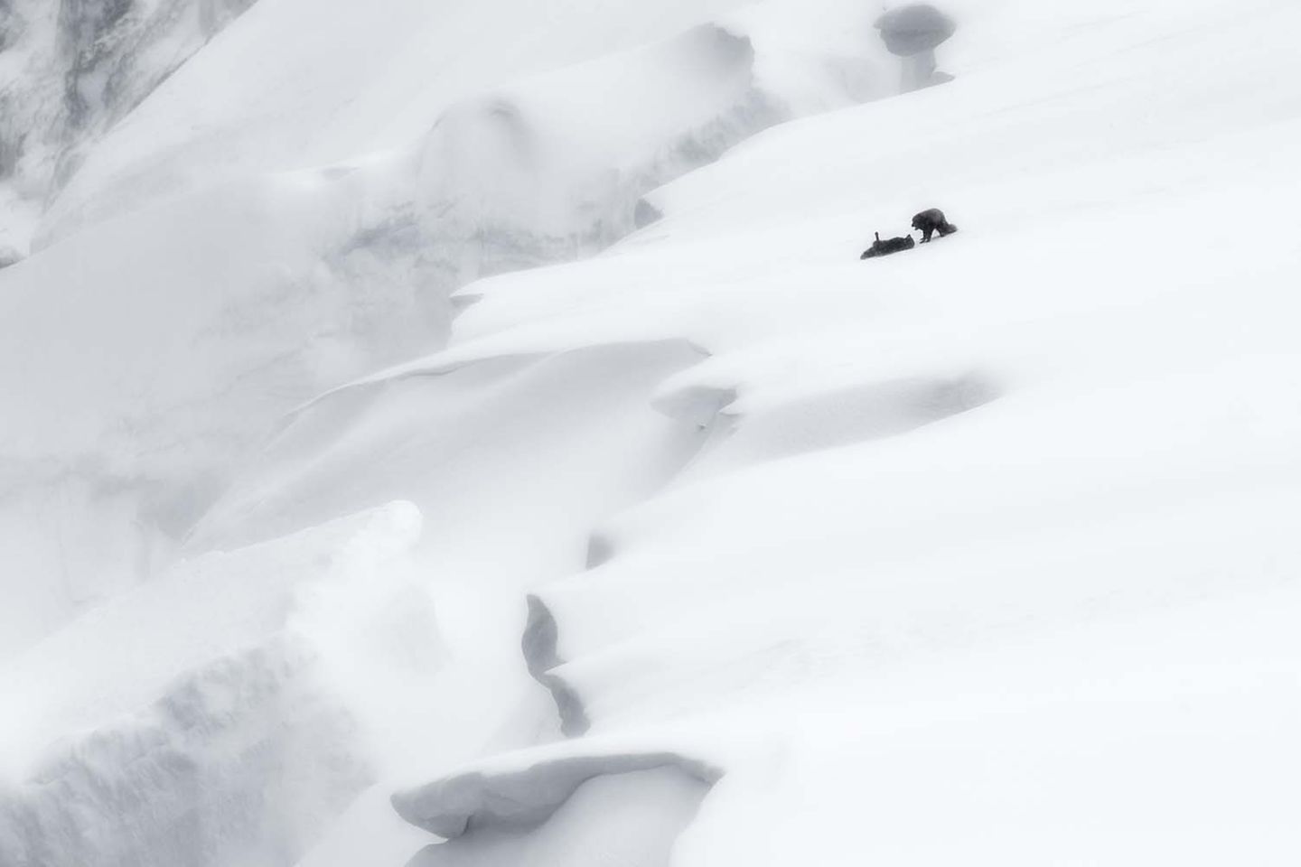 In den weichen Formen einer verschneiten, isländischen Landschaft verlieren sich zwei Polarfüchse im Spiel miteinander. Normalerweise wechseln Polarfüchse im Winter ihr Fellfarbe von Schwarz zu Weiss, doch es gibt Ausnahmen. So heben sich die Tiere kontrastreich ab, als kleines dunkles Detail in einer weiten, weißen Schneefläche.  