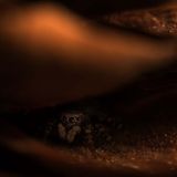 Valeria Zvereva fotografierte ein mystisches und feinfühliges Porträt einer Springspinne. Über das winzige Tier schreibt die Fotografin begeistert: "Springspinnen sind vielleicht die charmantesten Vertreter der Spinnen-Welt. In den Augen dieser winzigen Geschöpfe spiegelt sich die ganze Welt, und sie selbst sind absolut harmlos und neugierig. Wenn sie einem Menschen begegnen, wenden sie sich in der Regel zunächst ab und verstecken sich hinter Zweigen, Blättern und Blüten. Aber dann überwiegt doch die Neugier, und die Spinnen beginnen, den Fotografen mit Interesse zu beobachten und scheinbar sogar mit Vergnügen zu posieren."