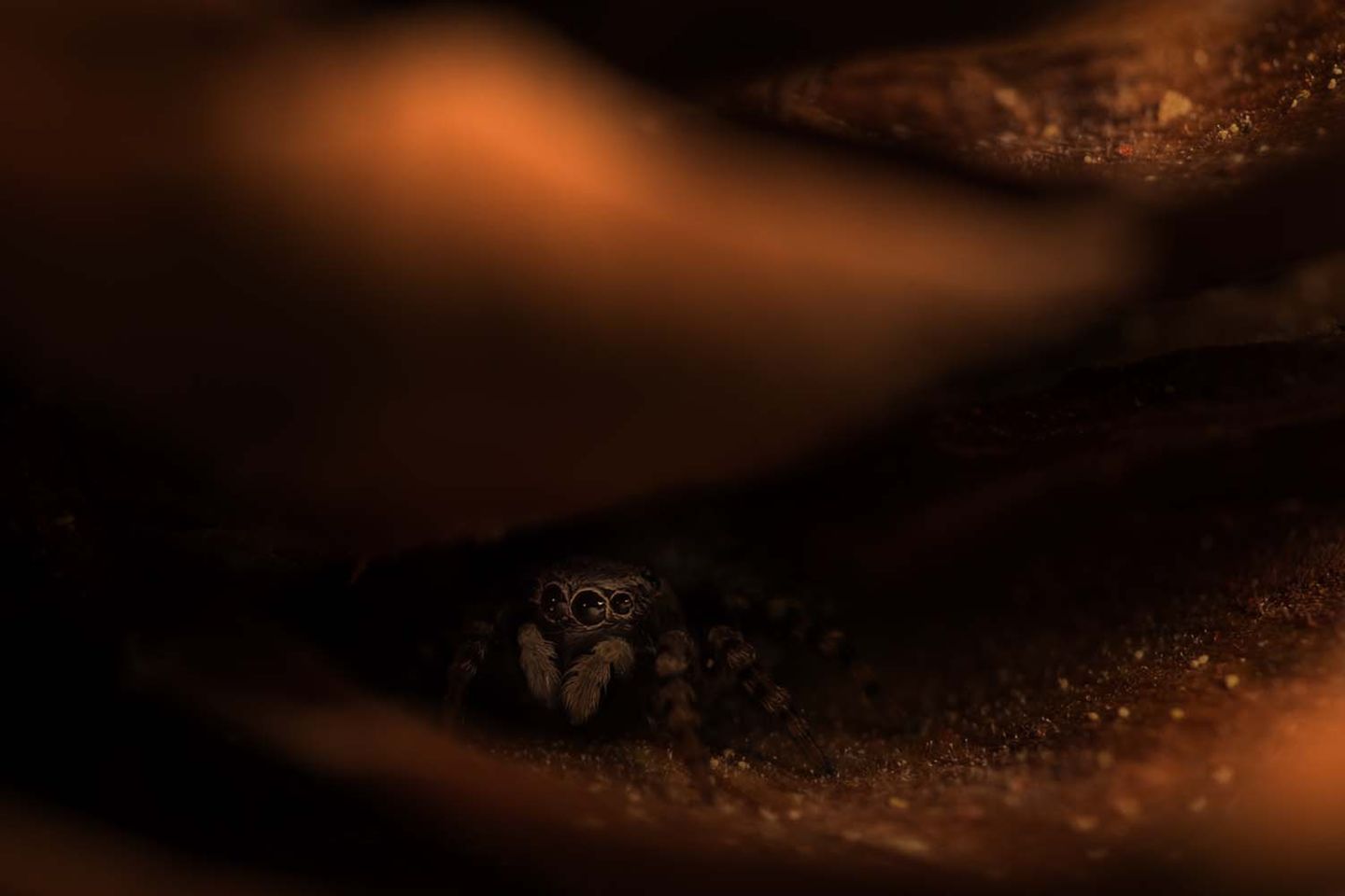 Valeria Zvereva fotografierte ein mystisches und feinfühliges Porträt einer Springspinne. Über das winzige Tier schreibt die Fotografin begeistert: "Springspinnen sind vielleicht die charmantesten Vertreter der Spinnen-Welt. In den Augen dieser winzigen Geschöpfe spiegelt sich die ganze Welt, und sie selbst sind absolut harmlos und neugierig. Wenn sie einem Menschen begegnen, wenden sie sich in der Regel zunächst ab und verstecken sich hinter Zweigen, Blättern und Blüten. Aber dann überwiegt doch die Neugier, und die Spinnen beginnen, den Fotografen mit Interesse zu beobachten und scheinbar sogar mit Vergnügen zu posieren."