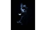 "Der Kuss des Geistes" nennt Tibor Litauszki sein Foto eines Kleinen Frostspanners. Mit einem LED Panel beleuchtete er die Flugbahn des Falters, zusätzlich blitzte Litauszki  am Ende der langen Belichtungszeit das Insekt an, um es scharf abzubilden. Einige hunderte Aufnahmen schoss der Fotograf, unter denen sich das poetische "Geisterbild" befand.