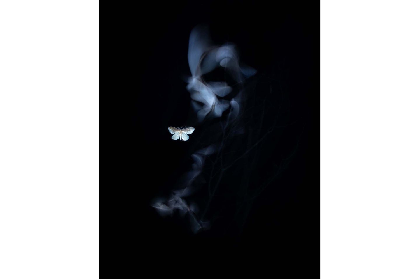 "Der Kuss des Geistes" nennt Tibor Litauszki sein Foto eines Kleinen Frostspanners. Mit einem LED Panel beleuchtete er die Flugbahn des Falters, zusätzlich blitzte Litauszki  am Ende der langen Belichtungszeit das Insekt an, um es scharf abzubilden. Einige hunderte Aufnahmen schoss der Fotograf, unter denen sich das poetische "Geisterbild" befand.