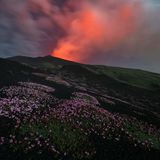 Einen faszinierenden Dreiklang an Naturphänomenen hält Salvo Orlando fest: Das Mondlicht beleuchte die Hänge des Vulkans Ätna. Dadurch leuchtet die Blütenpracht eines Nelkengewächses sogar im Dunkeln. Im Hintergrund färbt der Vulkan den Nachthimmel rot ein.
