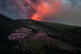 Einen faszinierenden Dreiklang an Naturphänomenen hält Salvo Orlando fest: Das Mondlicht beleuchte die Hänge des Vulkans Ätna. Dadurch leuchtet die Blütenpracht eines Nelkengewächses sogar im Dunkeln. Im Hintergrund färbt der Vulkan den Nachthimmel rot ein.