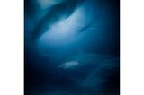 103 Stunden verbrachte Jacob Degee unter Wasser, um den Bullenhai in poetischer Schönheit zu fotografieren, statt die gängige Darstellungsweise dieses Tieres zu wiederholen - Die des gefährlichen Raubtiers.