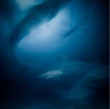 103 Stunden verbrachte Jacob Degee unter Wasser, um den Bullenhai in poetischer Schönheit zu fotografieren, statt die gängige Darstellungsweise dieses Tieres zu wiederholen - Die des gefährlichen Raubtiers.