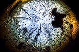Froschperspektive: Solvin Zankel begab sich unter die Wasseroberfläche, um das Balzverhalten eines männlichen Moorfrosches zu dokumentieren, dessen Lockrufe weit zu hören waren. Froschleich und die Bäume der "Oberwasserwelt" rahmen den Suchenden malerisch ein.