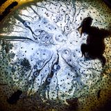 Froschperspektive: Solvin Zankel begab sich unter die Wasseroberfläche, um das Balzverhalten eines männlichen Moorfrosches zu dokumentieren, dessen Lockrufe weit zu hören waren. Froschleich und die Bäume der "Oberwasserwelt" rahmen den Suchenden malerisch ein.