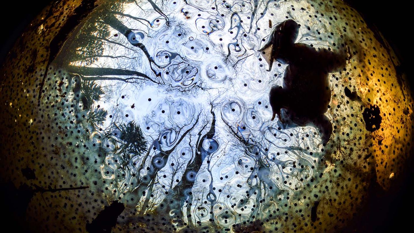 Froschperspektive: Solvin Zankel begab sich unter die Wasseroberfläche, um das Balzverhalten eines männlichen Moorfrosches zu dokumentieren, dessen Lockrufe weit zu hören waren. Froschleich und die Bäume der "Oberwasserwelt" rahmen den Suchenden malerisch ein.