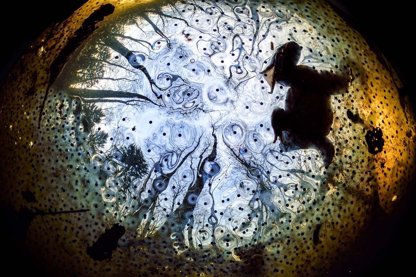 Froschperspektive: Solvin Zankel begab sich unter die Wasseroberfläche, um das Balzverhalten eines männlichen Moorfrosches zu dokumentieren, dessen Lockrufe weit zu hören waren. Froschleich und die Bäume der "Oberwasserwelt" rahmen den Suchenden malerisch ein.