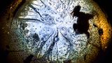 Froschperspektive: Solvin Zankel begab sich unter die Wasseroberfläche, um das Balzverhalten eines männlichen Moorfrosches zu dokumentieren, dessen Lockrufe weit zu hören waren. Froschleich und die Bäume der "Oberwasserwelt" rahmen den Suchenden malerisch ein.