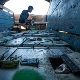 "Eine lange Reise in die Freiheit", zeigt das Foto von Joan de la Malla. Der Javaneraffe, der durch die Öffnung einer Transportbox lugt, wurde jahrelang gezwungen, als Schaustelleraffe vor Publikum aufzutreten. Die Behörden beschlagnahmten die Tiere seiner Gruppe und ihn, und wilderten sie aus.