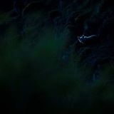 "Joshi hat einen einzigartigen Moment eingefangen, in dem der Bär direkt in die Kamera schaut", sagt Schepers. "Abgesehen davon, dass es sich um eine technisch gelungene und fesselnde Aufnahme handelt, gibt sein Bild auch die Spannung wieder, die wir empfinden, wenn wir einem so großen Wildtier in seinem eigenen Lebensraum begegnen. Und Joshi spricht auch davon, dass wir zukünftig Wege finden müssen, um mit solchen Tieren harmonisch zusammenzuleben", schreibt die Jury über das Foto von Joshi Nichel, der den Rewilding Europe Award gewinnt.  Erstmals wird im Rahmen des Europäischen Naturfotografen des Jahres der Rewilding Europe Award vergeben. Ein Sonderpreis, der die herausragenden fotografischen Leistungen mit dem Schwerpunkt Rewilding würdigt.