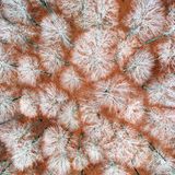 Spätherbststimmung: Fast schon abstrakt heben sich die hellen, kahlen Äste des Buchenwaldes vom, mit rötlichem Laub bedeckten, Boden ab. Mit einer Drohne fotografierte Luigi Ruoppolo einen der größten Laubwälder Mittelitaliens am Rande des Nationalparks Abruzzen, Latium und Molise.