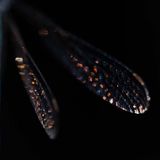 An einem warmen Sommertag zauberte das Sonnenlicht  bunte Lichtreflexe auf die Flügel der Binsenjungfern-Libelle, gesehen und fotografiert von Simone Baumeister.