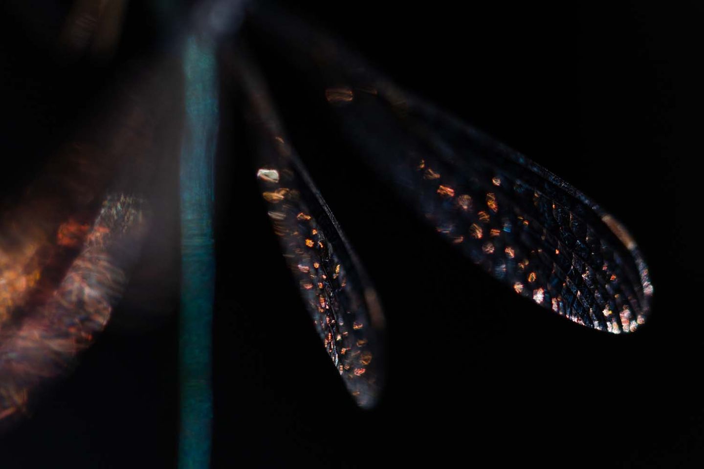 An einem warmen Sommertag zauberte das Sonnenlicht  bunte Lichtreflexe auf die Flügel der Binsenjungfern-Libelle, gesehen und fotografiert von Simone Baumeister.