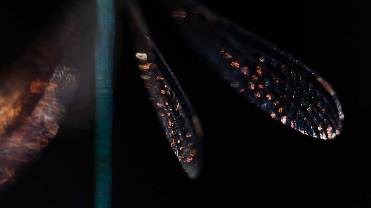 An einem warmen Sommertag zauberte das Sonnenlicht  bunte Lichtreflexe auf die Flügel der Binsenjungfern-Libelle, gesehen und fotografiert von Simone Baumeister.