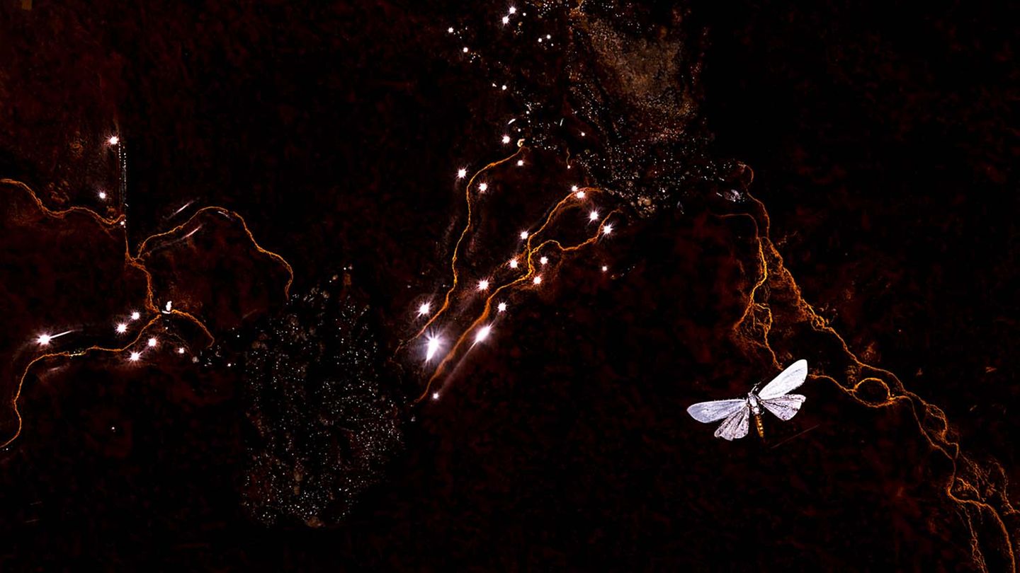 Einen toten, auf dem Wasser schwimmenden Falter verwandelte Jose Pesquer in ein kleines Kunstwerk: Die glitzernden Lichtflecken und die hellen Adern der Mineralien am Gewässergrund betonte er durch starke Unterbelichtung.