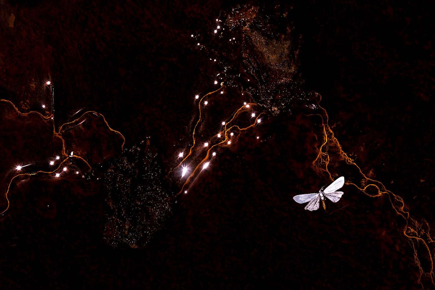 Einen toten, auf dem Wasser schwimmenden Falter verwandelte Jose Pesquer in ein kleines Kunstwerk: Die glitzernden Lichtflecken und die hellen Adern der Mineralien am Gewässergrund betonte er durch starke Unterbelichtung.