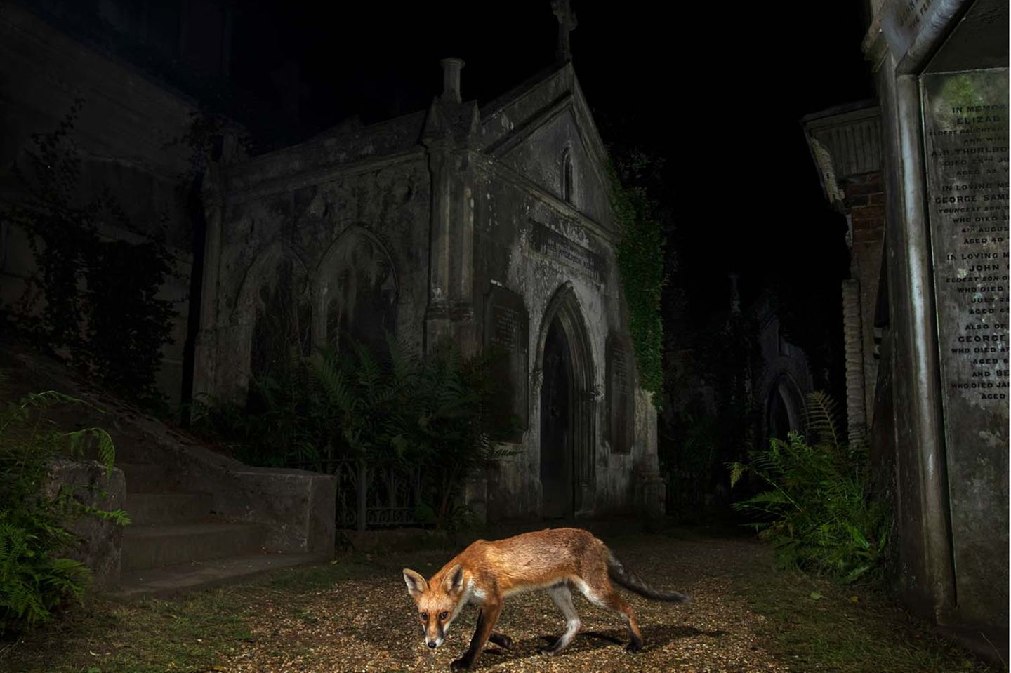 Matt Maran beeindruckt die Jury mit der nächtlichen Aufnahme eines Fuchses vor einer Kirche. Das Bild fange die untrennbare Verbindung zwischen Natur und Menschen ein. Rewilding sei ein fortschrittlicher Ansatz, die Natur auf sich selbst aufpassen zu lassen. Ein Gedanken, an den man sich, laut Jury, in Europa noch gewöhnen müsse.