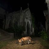 Matt Maran beeindruckt die Jury mit der nächtlichen Aufnahme eines Fuchses vor einer Kirche. Das Bild fange die untrennbare Verbindung zwischen Natur und Menschen ein. Rewilding sei ein fortschrittlicher Ansatz, die Natur auf sich selbst aufpassen zu lassen. Ein Gedanken, an den man sich, laut Jury, in Europa noch gewöhnen müsse.