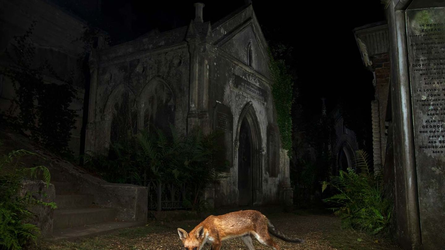 Matt Maran beeindruckt die Jury mit der nächtlichen Aufnahme eines Fuchses vor einer Kirche. Das Bild fange die untrennbare Verbindung zwischen Natur und Menschen ein. Rewilding sei ein fortschrittlicher Ansatz, die Natur auf sich selbst aufpassen zu lassen. Ein Gedanken, an den man sich, laut Jury, in Europa noch gewöhnen müsse.