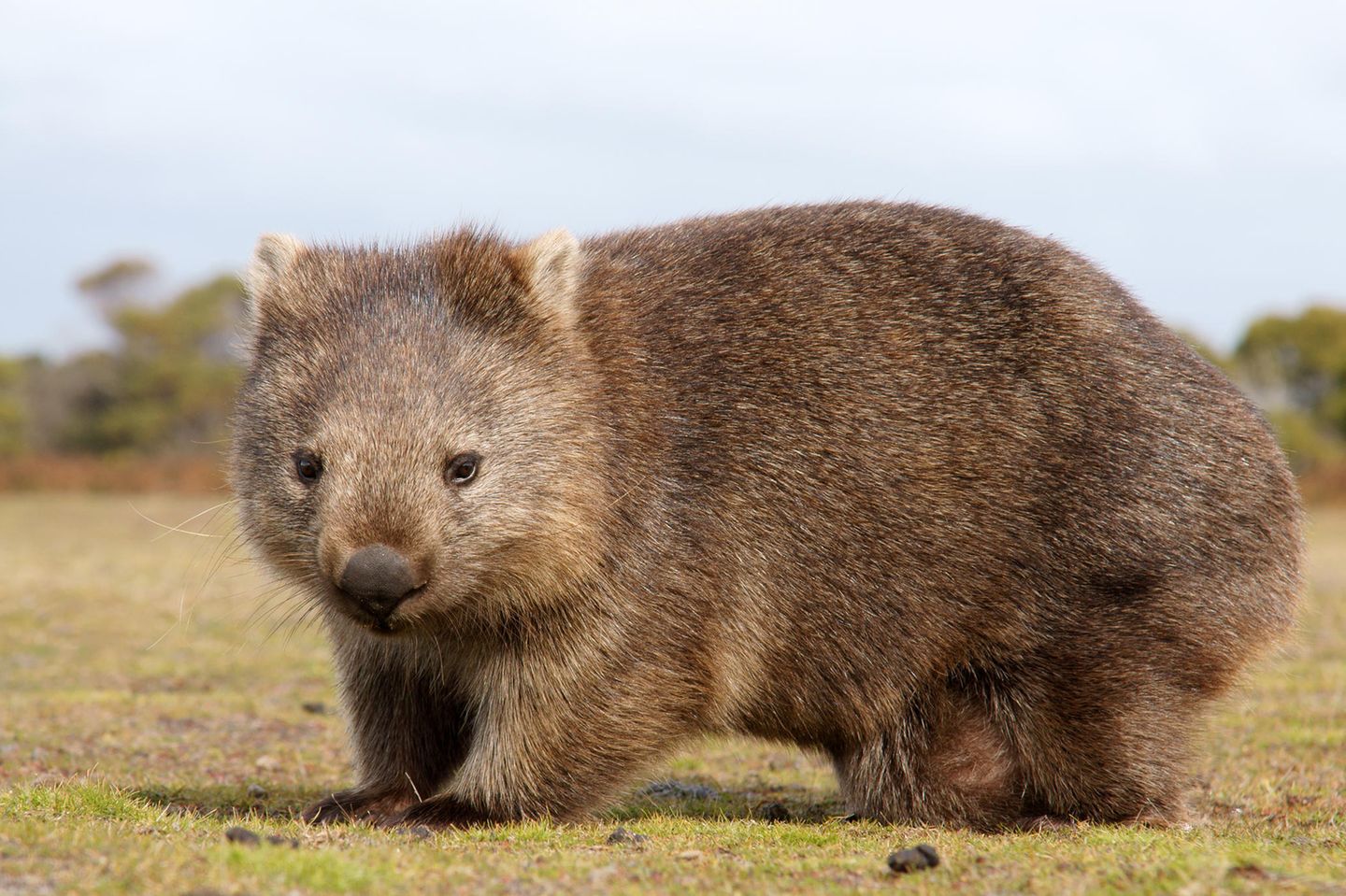 Ein Wombat in Australien: Wombats gehören wie Koalas oder Kängurus zu den Beuteltieren.